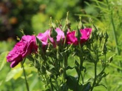 Beetrose / Strauchrose 'Rhapsody In Blue' 24 Beetrose / Strauchrose 'Rhapsody In Blue' -Edelrosen Geschaft beetrose strauchrose rhapsody in blue m002798 w 1
