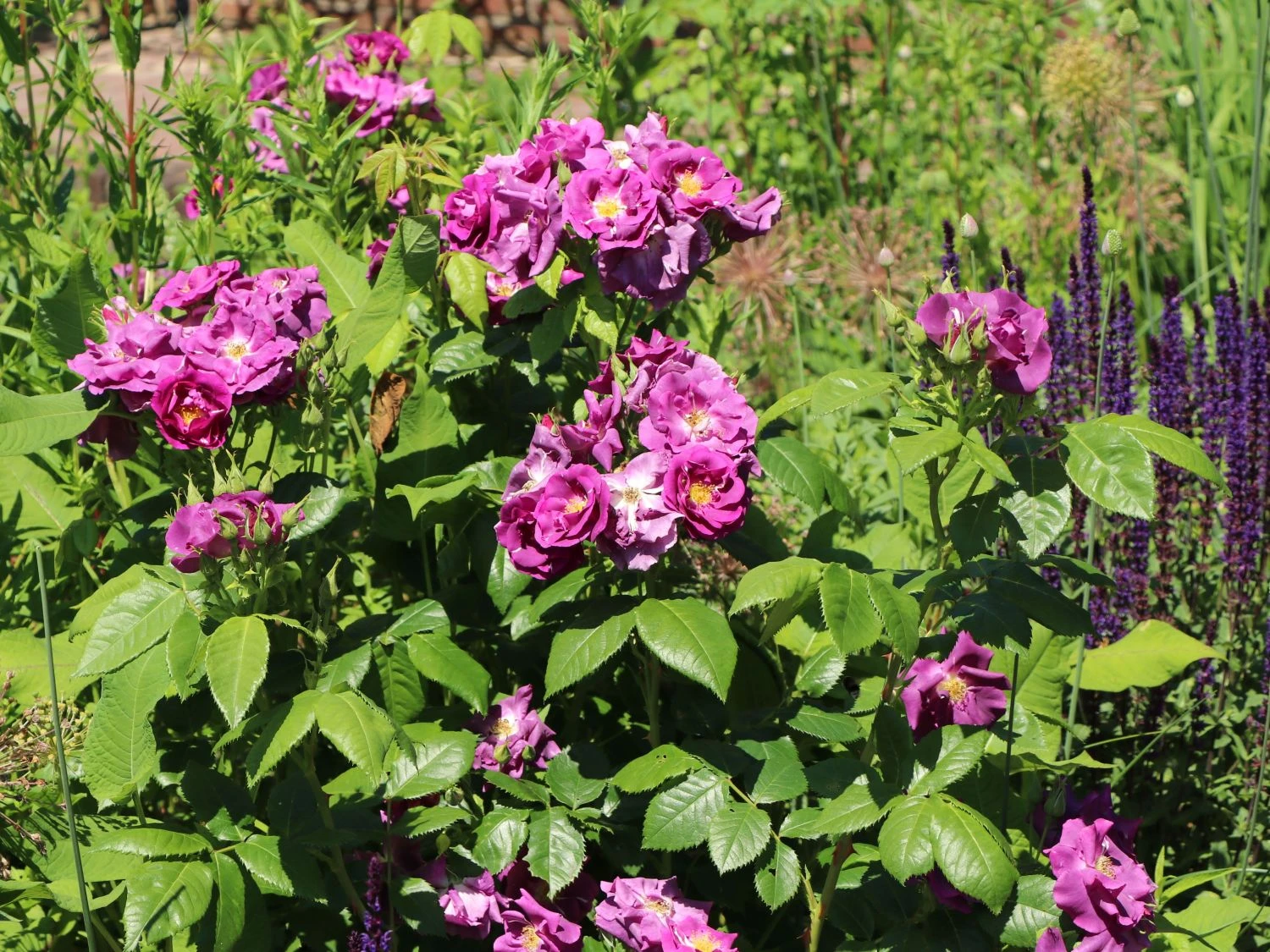 Beetrose / Strauchrose 'Rhapsody In Blue' 9 Beetrose / Strauchrose 'Rhapsody In Blue' – Bild 9