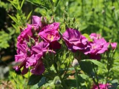 Beetrose / Strauchrose 'Rhapsody In Blue' 29 Beetrose / Strauchrose 'Rhapsody In Blue' -Edelrosen Geschaft beetrose strauchrose rhapsody in blue m002798 w 3