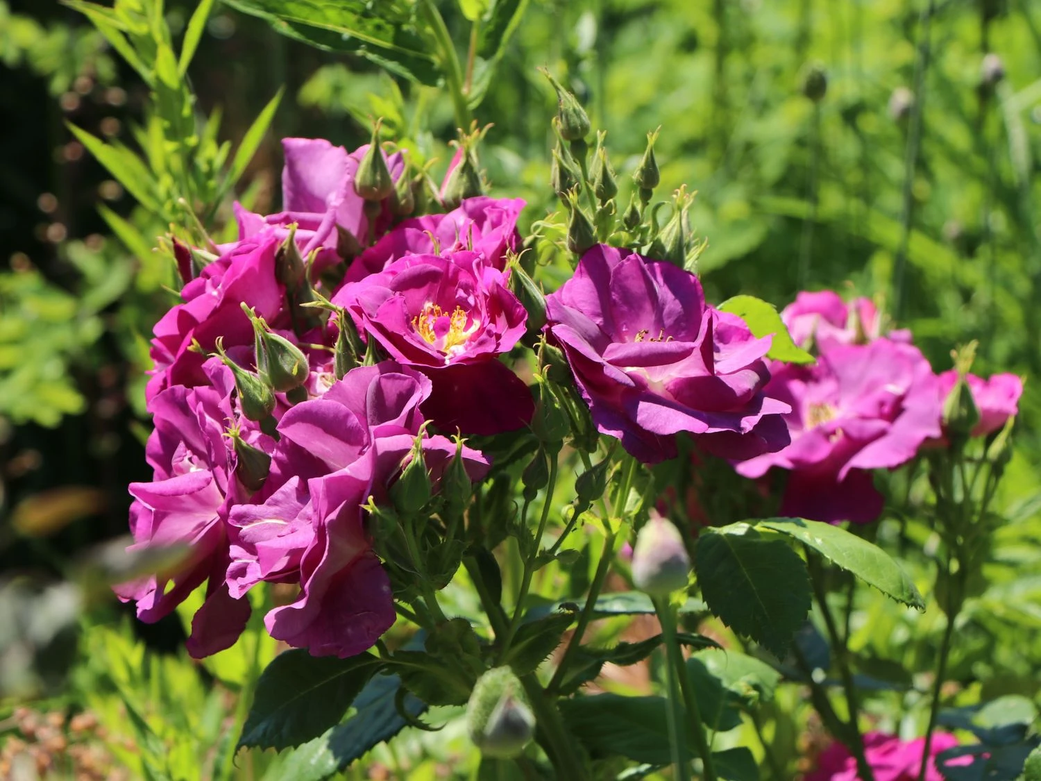 Beetrose / Strauchrose 'Rhapsody In Blue' 10 Beetrose / Strauchrose 'Rhapsody In Blue' – Bild 10