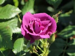 Beetrose / Strauchrose 'Rhapsody In Blue' 30 Beetrose / Strauchrose 'Rhapsody In Blue' -Edelrosen Geschaft beetrose strauchrose rhapsody in blue m002798 w 4