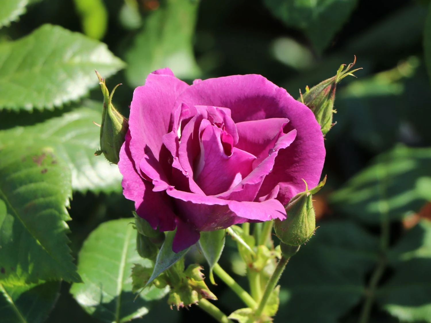 Beetrose / Strauchrose 'Rhapsody In Blue' 11 Beetrose / Strauchrose 'Rhapsody In Blue' – Bild 11