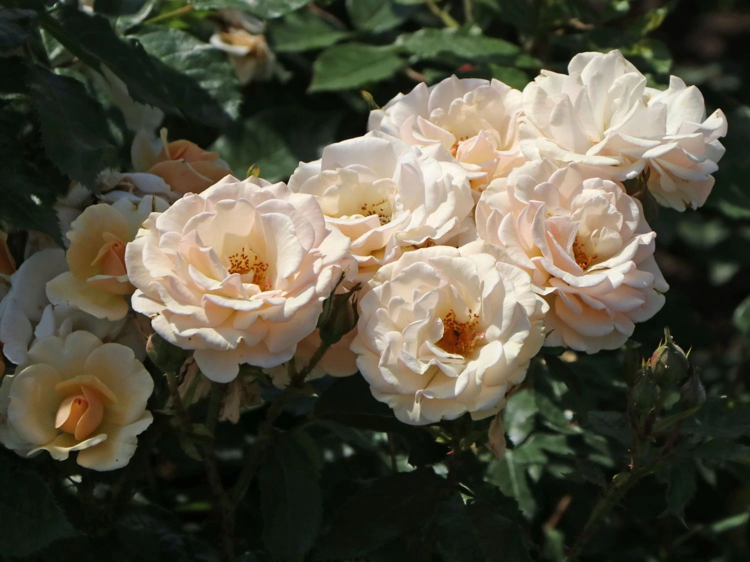 Beetrose 'Sweet Honey' ® 9 Beetrose 'Sweet Honey' ® – Bild 9