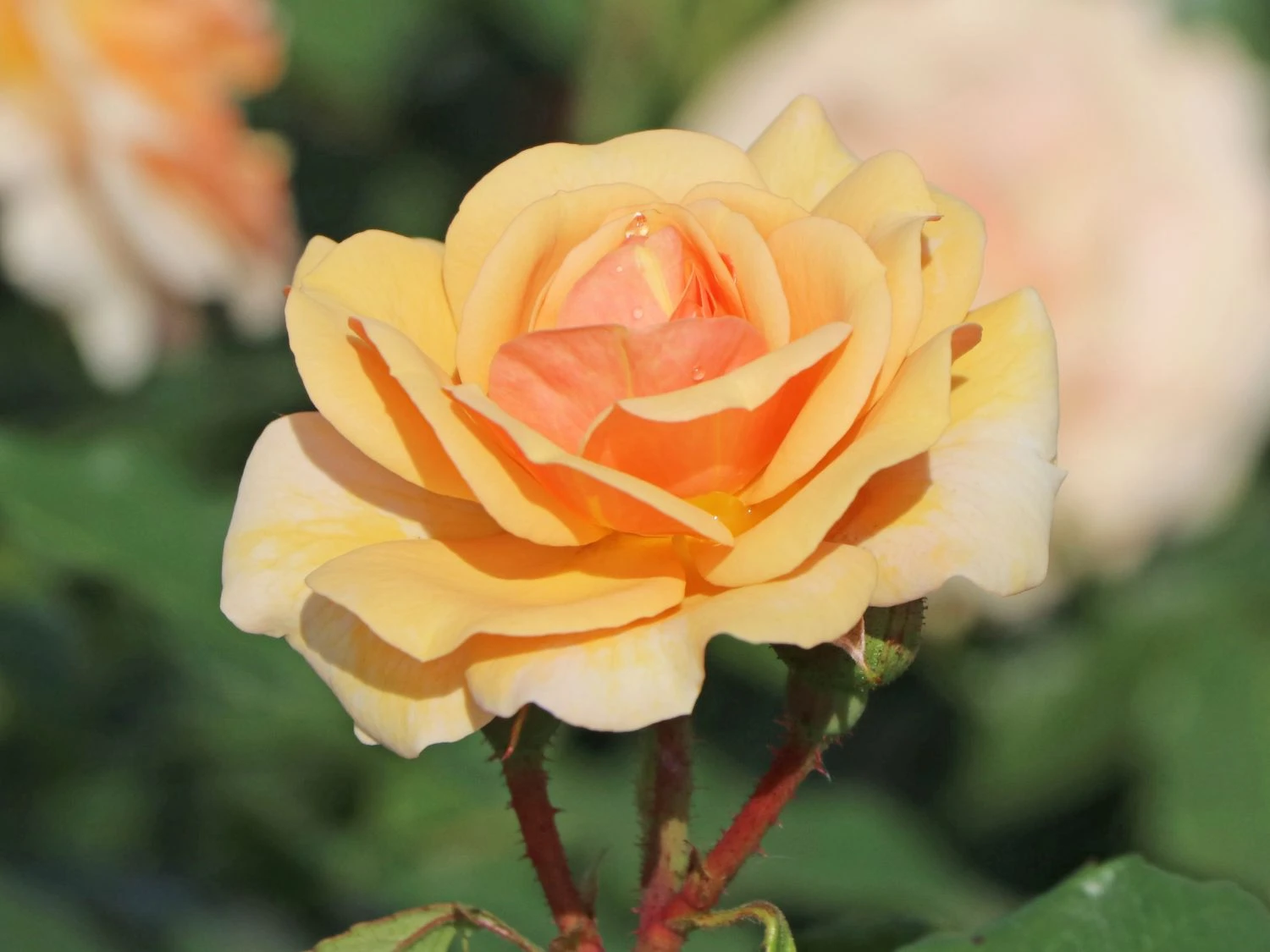 Beetrose 'Sweet Honey' ® 3 Beetrose 'Sweet Honey' ® – Bild 3