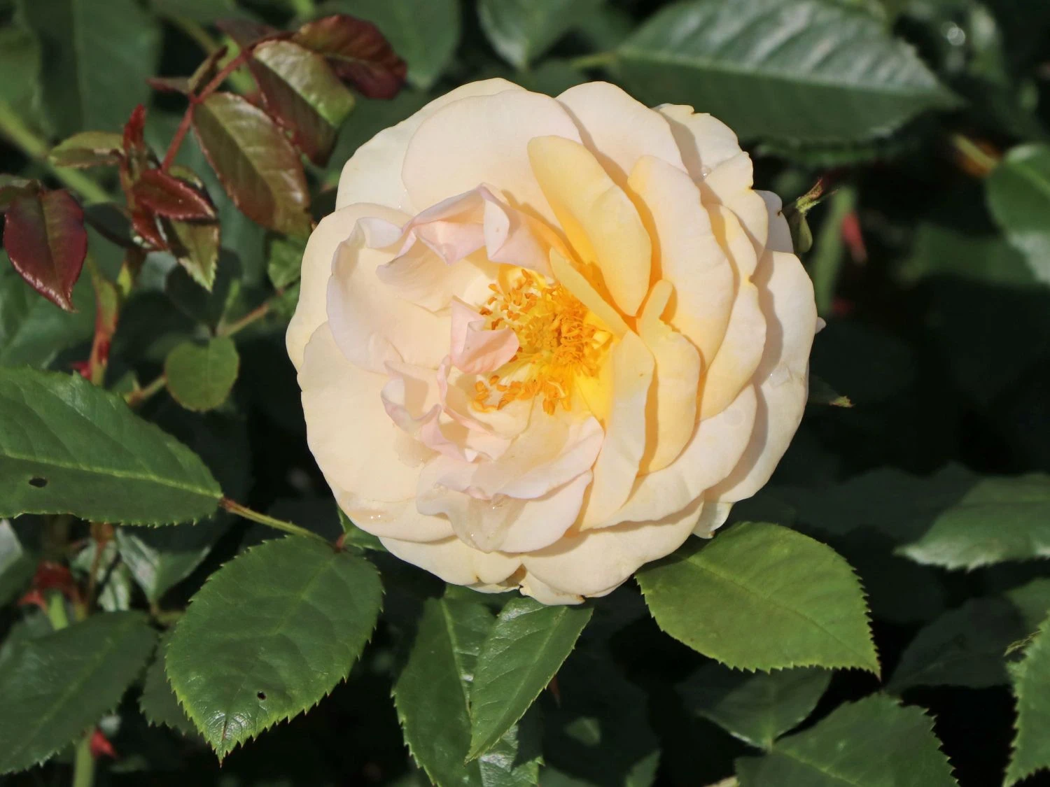 Beetrose 'Sweet Honey' ® 6 Beetrose 'Sweet Honey' ® – Bild 6