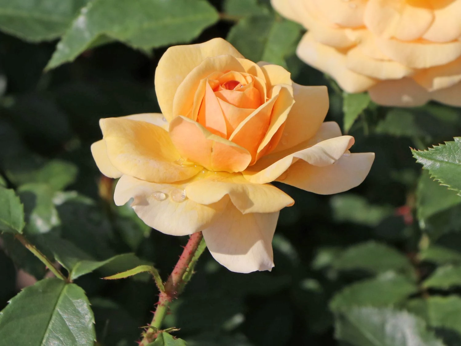 Beetrose 'Sweet Honey' ® 5 Beetrose 'Sweet Honey' ® – Bild 5