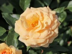 Beetrose 'Sweet Honey' ® 18 Beetrose 'Sweet Honey' ® -Edelrosen Geschaft beetrose sweet honey m099236 w 4