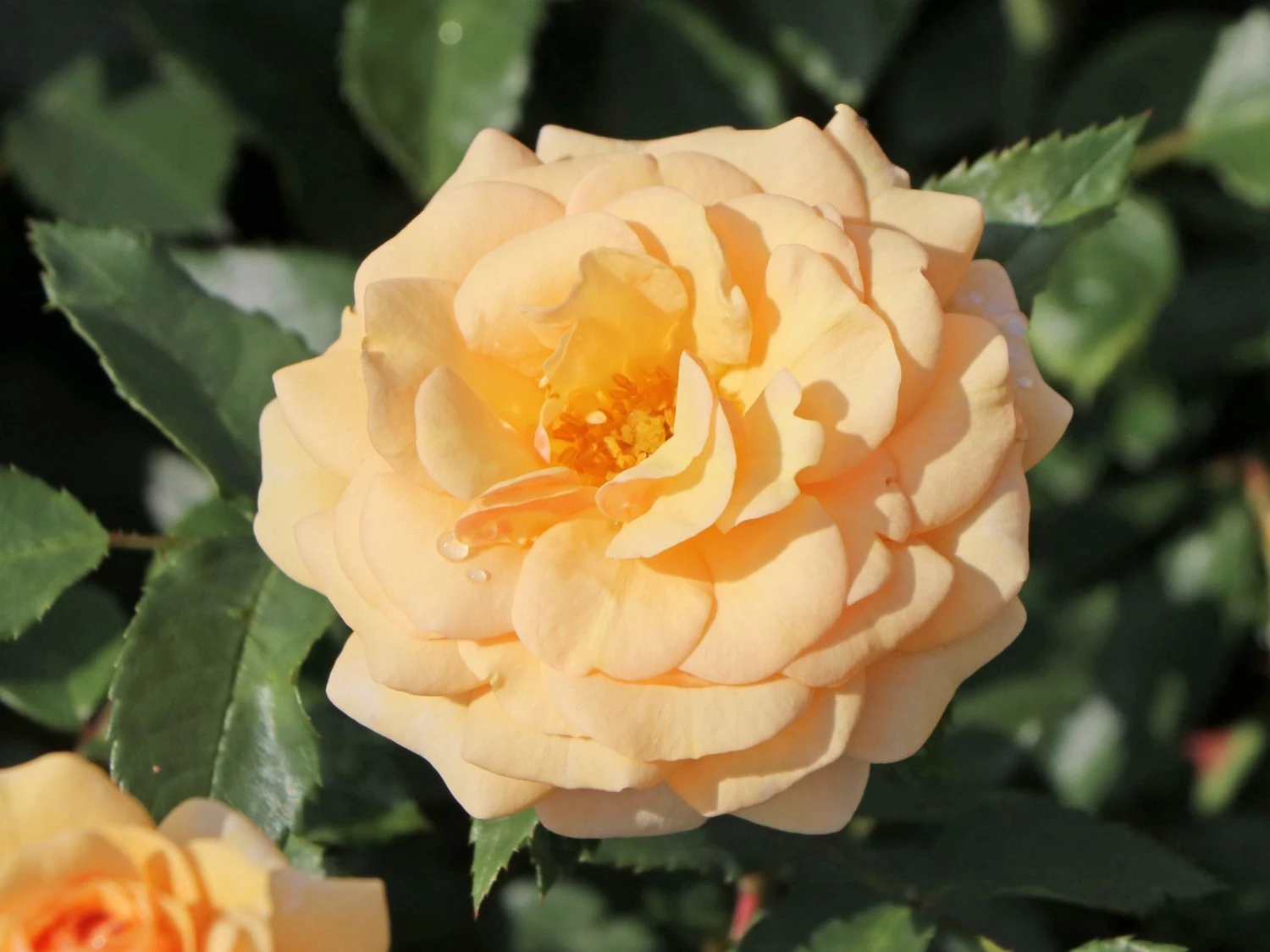 Beetrose 'Sweet Honey' ® 8 Beetrose 'Sweet Honey' ® – Bild 8