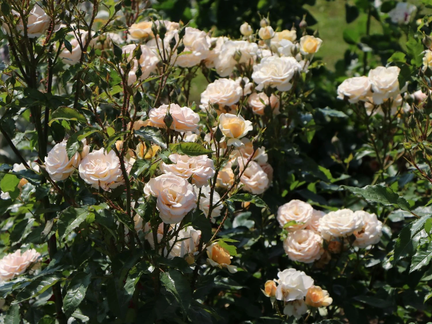 Beetrose 'Sweet Honey' ® 11 Beetrose 'Sweet Honey' ® – Bild 11