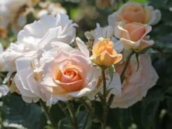 Beetrose 'Sweet Honey' ® 20 Beetrose 'Sweet Honey' ® -Edelrosen Geschaft beetrose sweet honey m099236 w 6