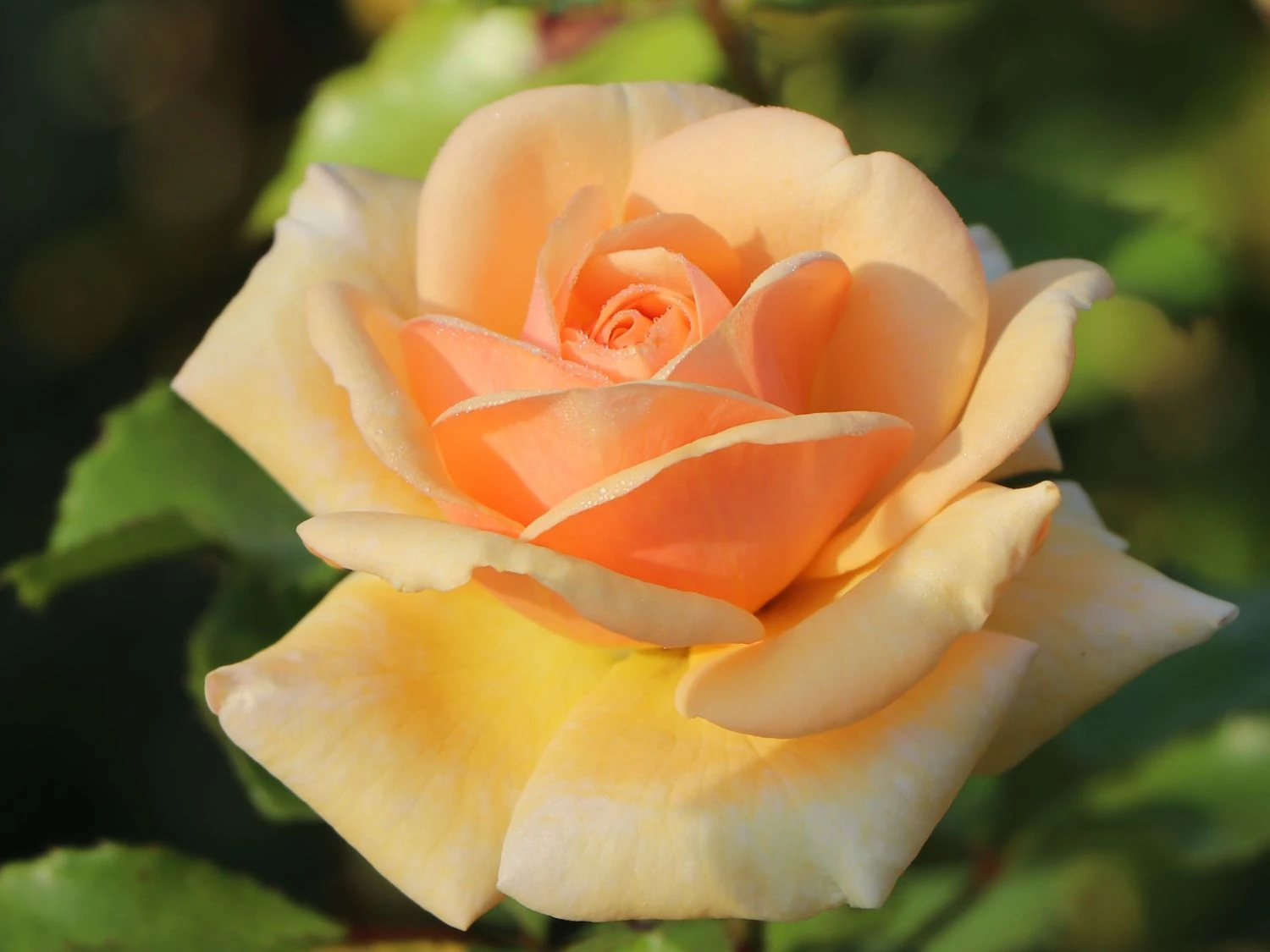 Beetrose 'Sweet Honey' ® 2 Beetrose 'Sweet Honey' ® – Bild 2