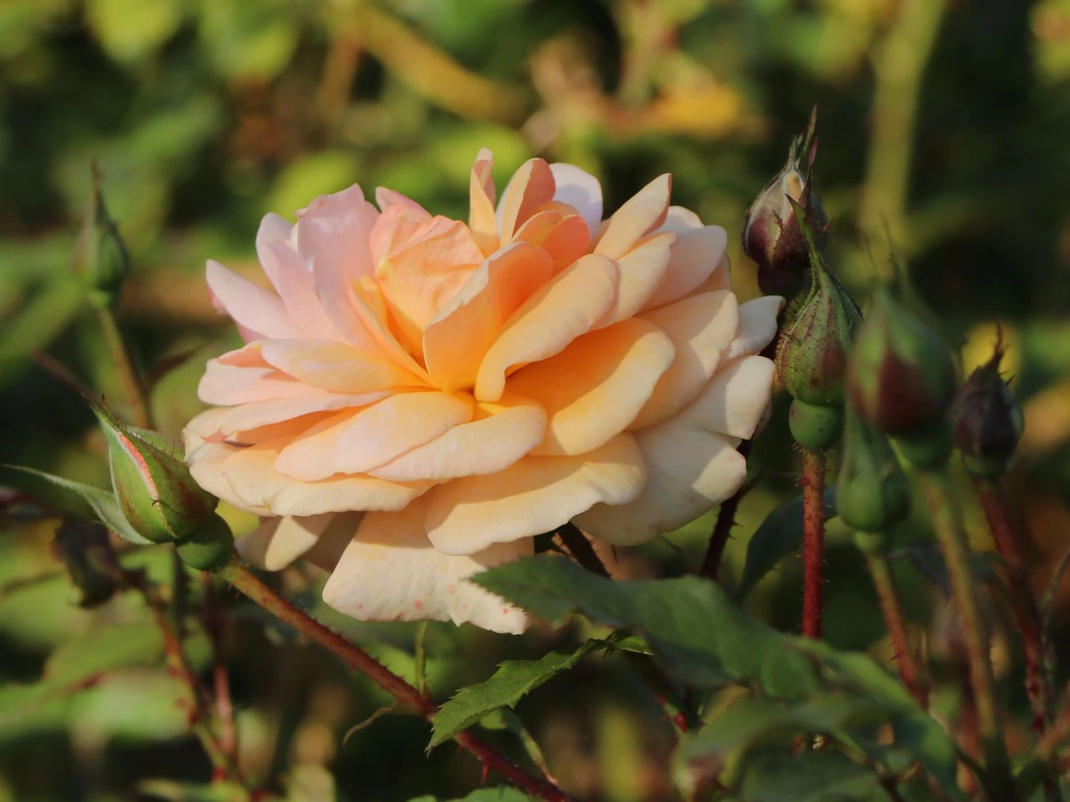 Beetrose 'Sweet Honey' ® 4 Beetrose 'Sweet Honey' ® – Bild 4