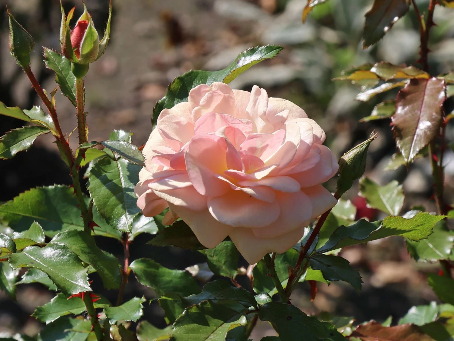 Beetrose 'Sweet Honey' ® 7 Beetrose 'Sweet Honey' ® – Bild 7