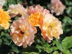 Beetrose 'Tequila' ® 2003 -Edelrosen Geschaft beetrose tequila 2003 m003484 w 0