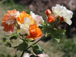 Beetrose 'Tequila' ® 2003 -Edelrosen Geschaft beetrose tequila 2003 m003484 w 1