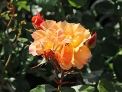 Beetrose 'Tequila' ® 2003 -Edelrosen Geschaft beetrose tequila 2003 m003484 w 10