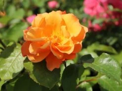 Beetrose 'Tequila' ® 2003 -Edelrosen Geschaft beetrose tequila 2003 m003484 w 3