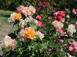 Beetrose 'Tequila' ® 2003 -Edelrosen Geschaft beetrose tequila 2003 m003484 w 5