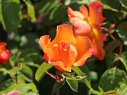 Beetrose 'Tequila' ® 2003 -Edelrosen Geschaft beetrose tequila 2003 m003484 w 6