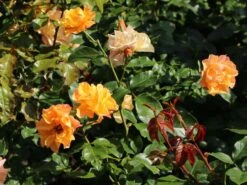 Beetrose 'Tequila' ® 2003 -Edelrosen Geschaft beetrose tequila 2003 m003484 w 7