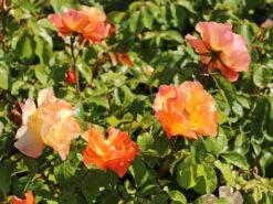 Beetrose 'Tequila' ® 2003 -Edelrosen Geschaft beetrose tequila 2003 m003484 w 8