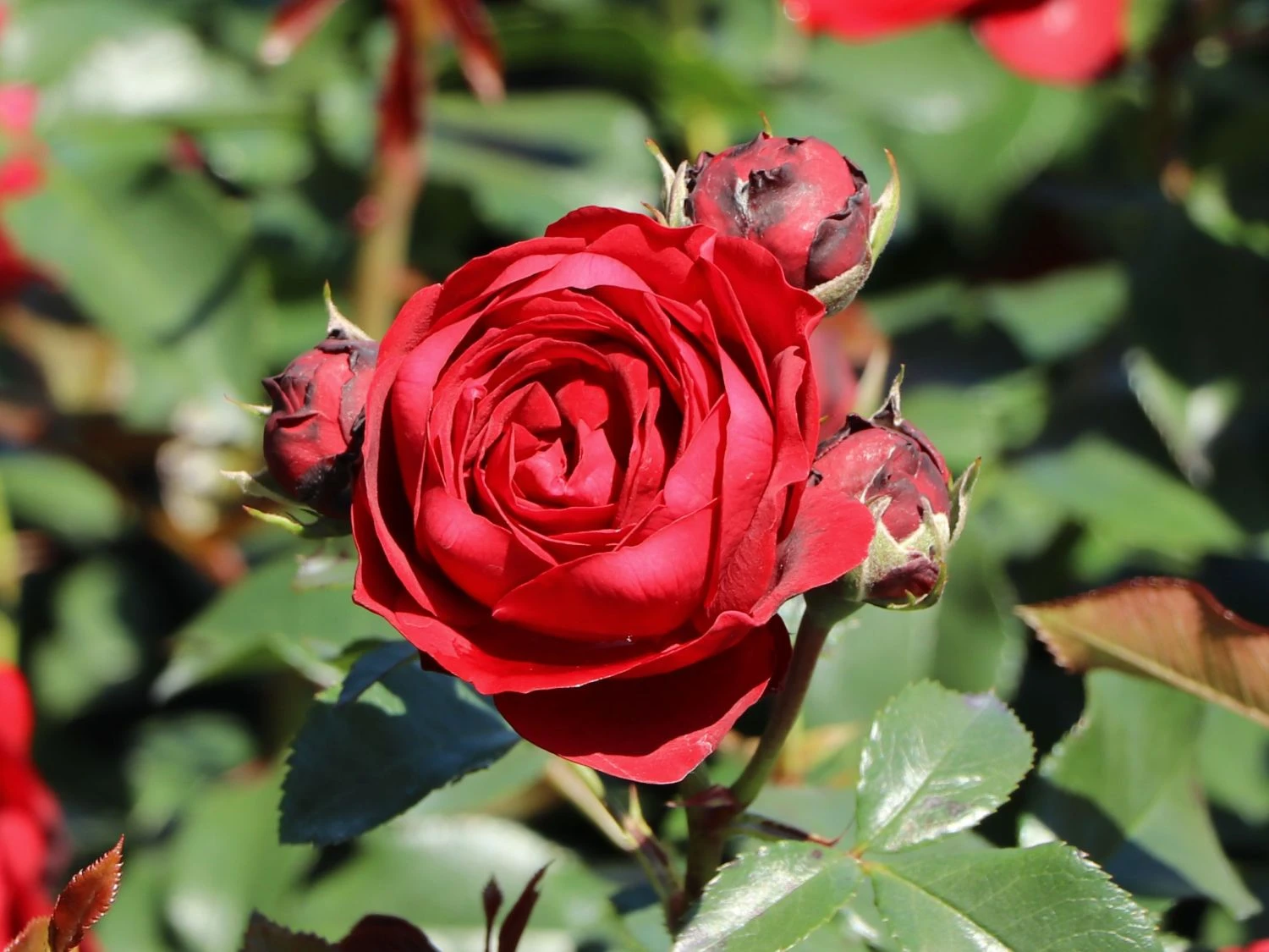 Beetrose 'Till Eulenspiegel' ® 1 Beetrose 'Till Eulenspiegel' ®