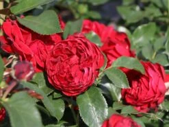 Beetrose 'Till Eulenspiegel' ® 6 Beetrose 'Till Eulenspiegel' ® -Edelrosen Geschaft beetrose till eulenspiegel m120698 w 0