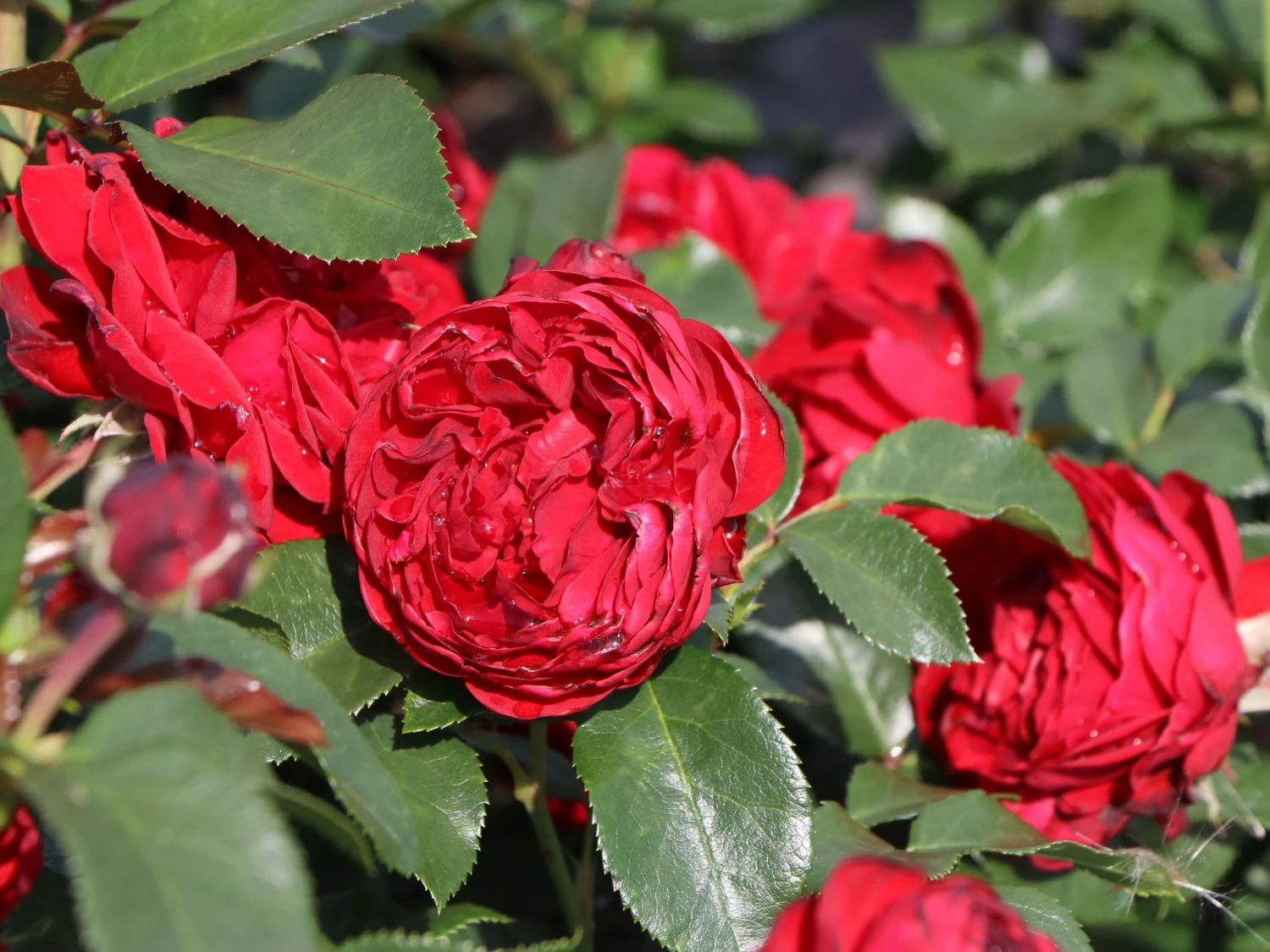 Beetrose 'Till Eulenspiegel' ® 3 Beetrose 'Till Eulenspiegel' ® – Bild 3