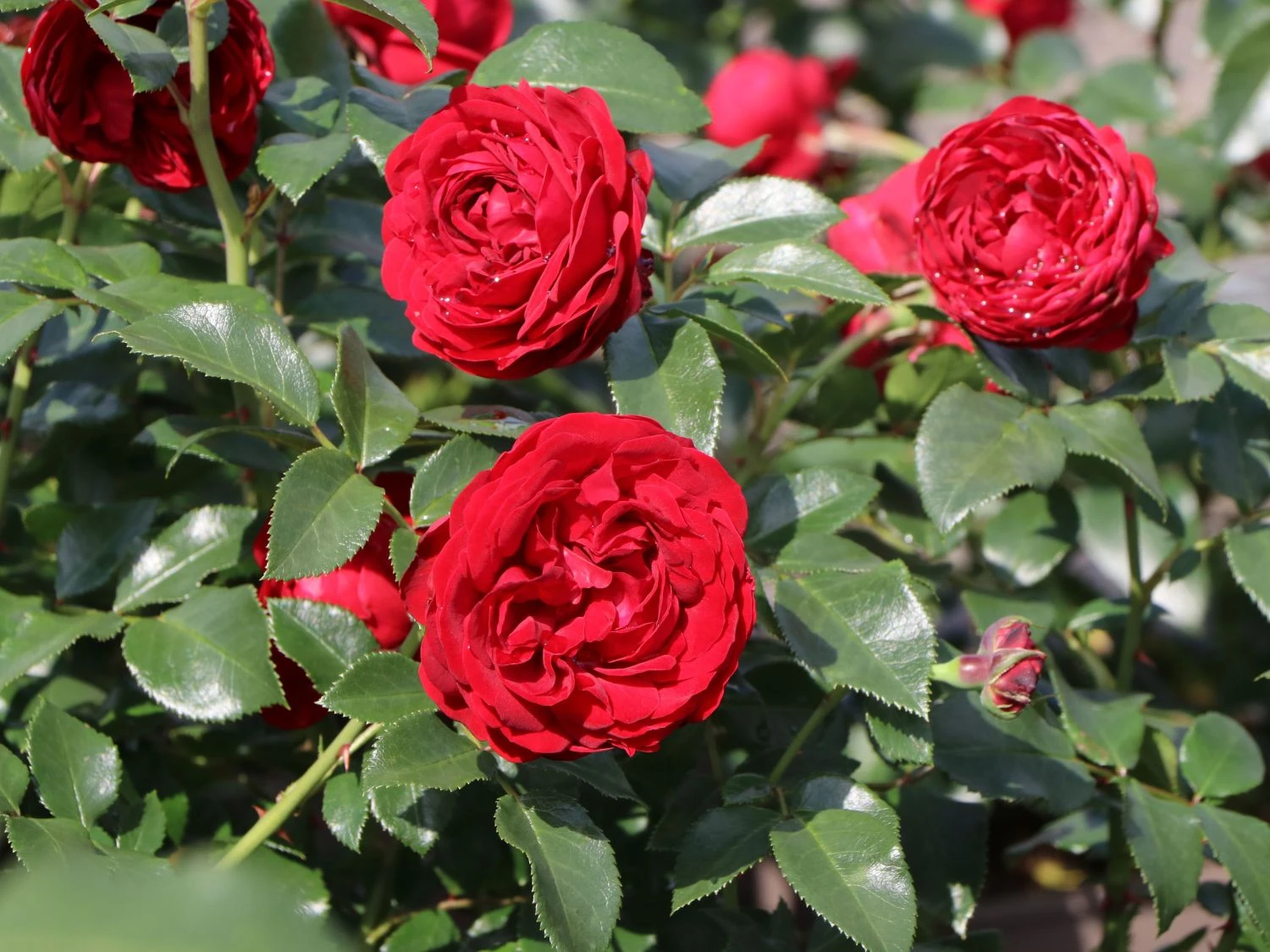 Beetrose 'Till Eulenspiegel' ® 4 Beetrose 'Till Eulenspiegel' ® – Bild 4