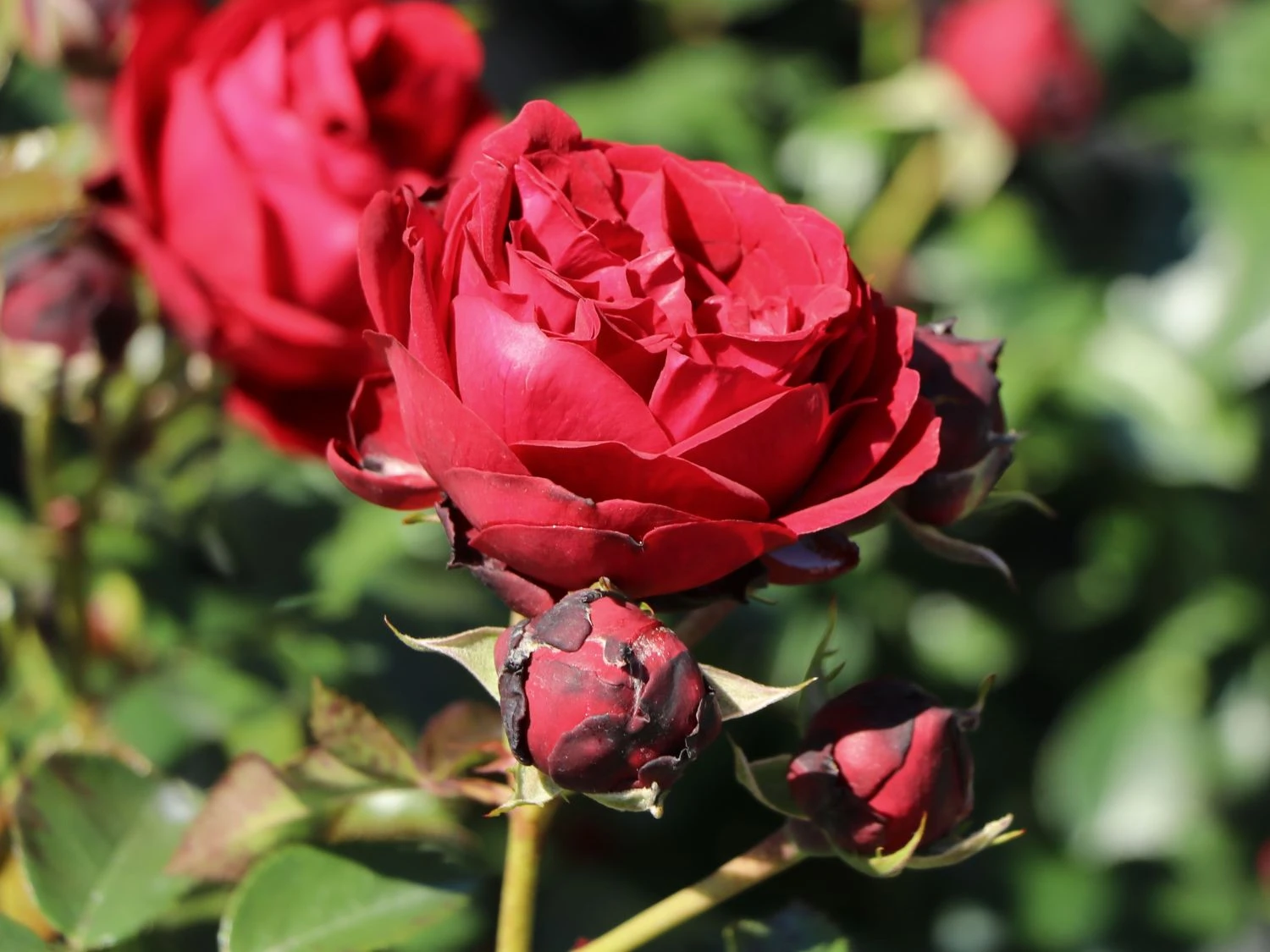 Beetrose 'Till Eulenspiegel' ® 2 Beetrose 'Till Eulenspiegel' ® – Bild 2