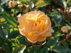 Beetrose 'Timeless' ®