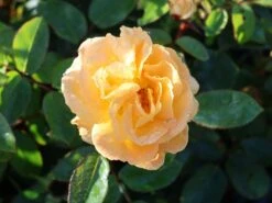 Beetrose 'Timeless' ® -Edelrosen Geschaft beetrose timeless m066326 w 1