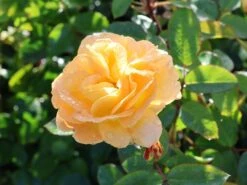 Beetrose 'Timeless' ® -Edelrosen Geschaft beetrose timeless m066326 w 2