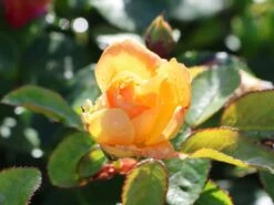 Beetrose 'Timeless' ® -Edelrosen Geschaft beetrose timeless m066326 w 3