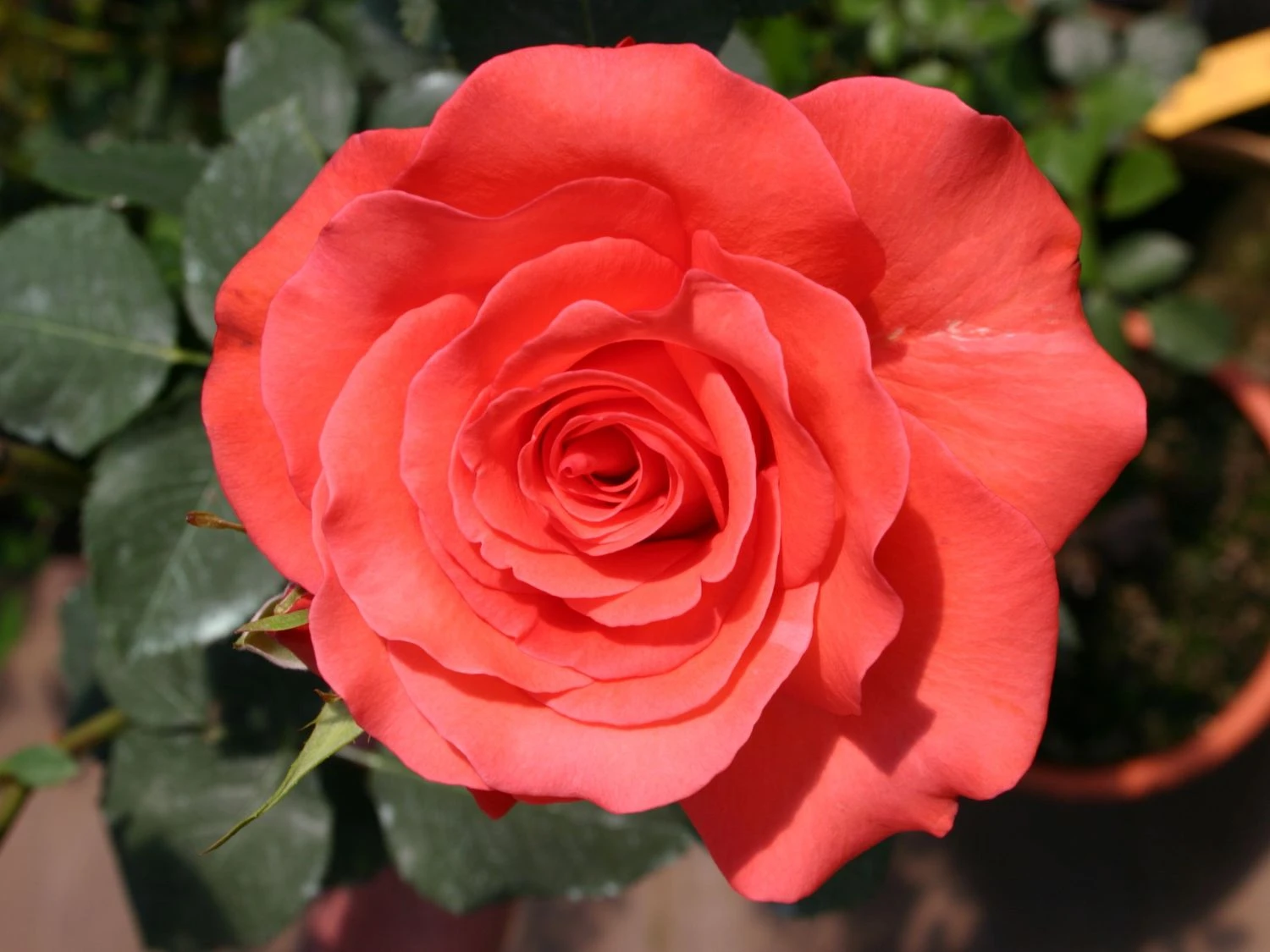 Beetrose 'Träumerei' ® 1 Beetrose 'Träumerei' ®