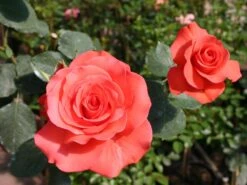 Ausgewählte Produkte -Edelrosen Geschaft beetrose traeumerei m005764 w 0