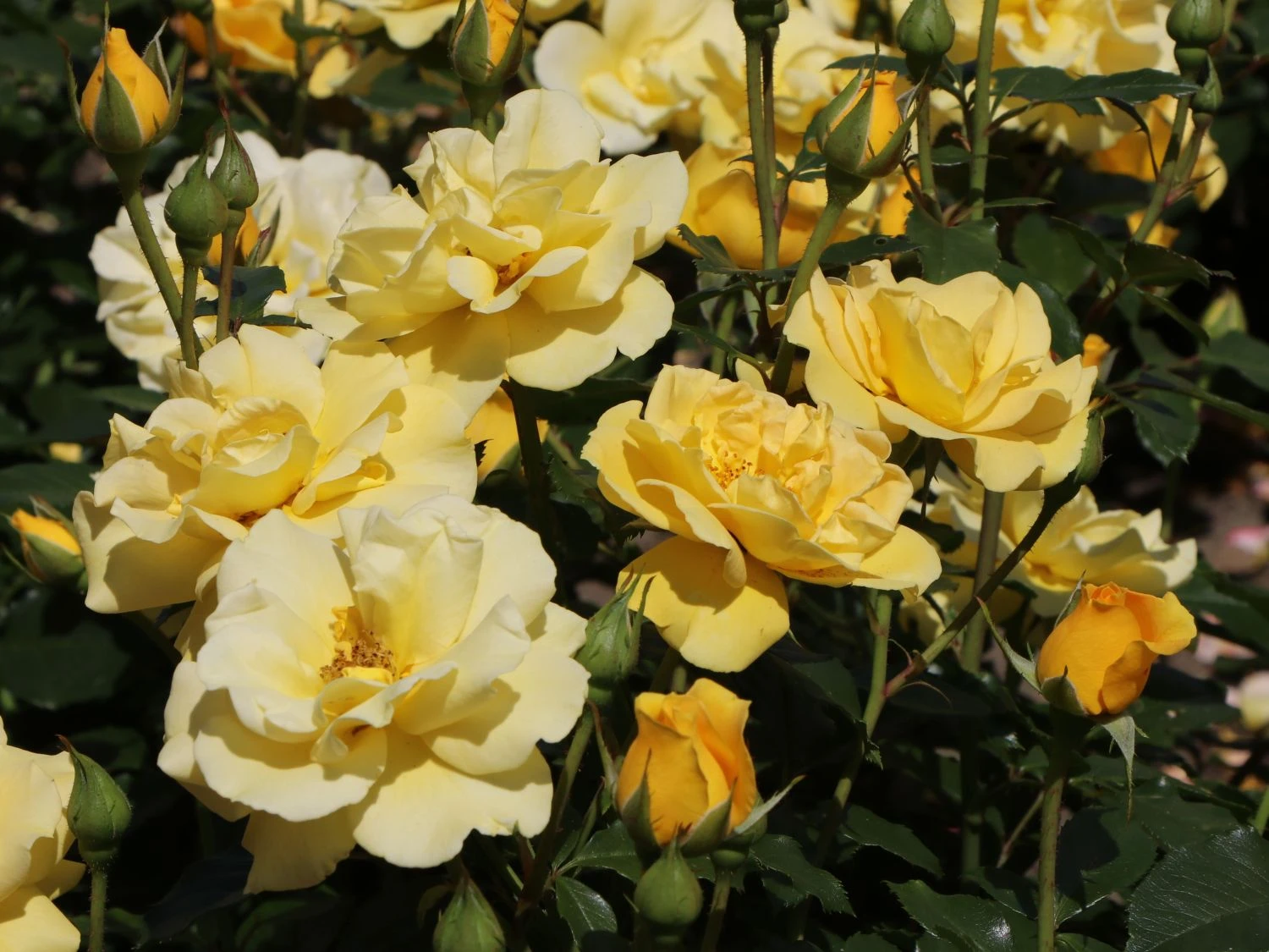 Beetrose 'Westart' ® 4 Beetrose 'Westart' ® – Bild 4