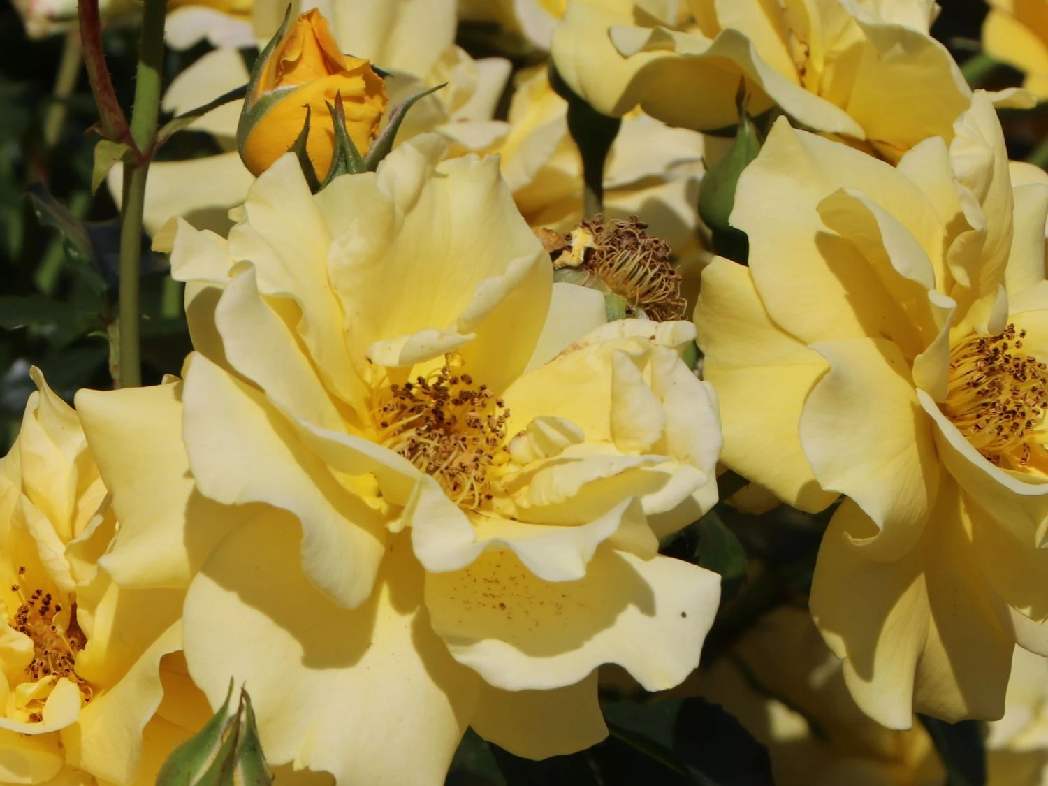 Beetrose 'Westart' ® 2 Beetrose 'Westart' ® – Bild 2