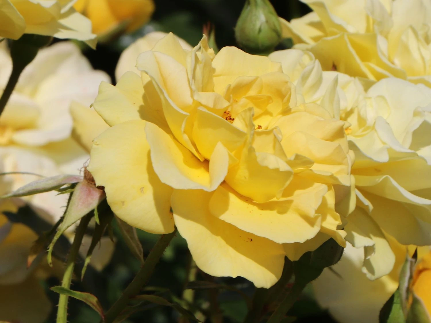 Beetrose 'Westart' ® 7 Beetrose 'Westart' ® – Bild 7