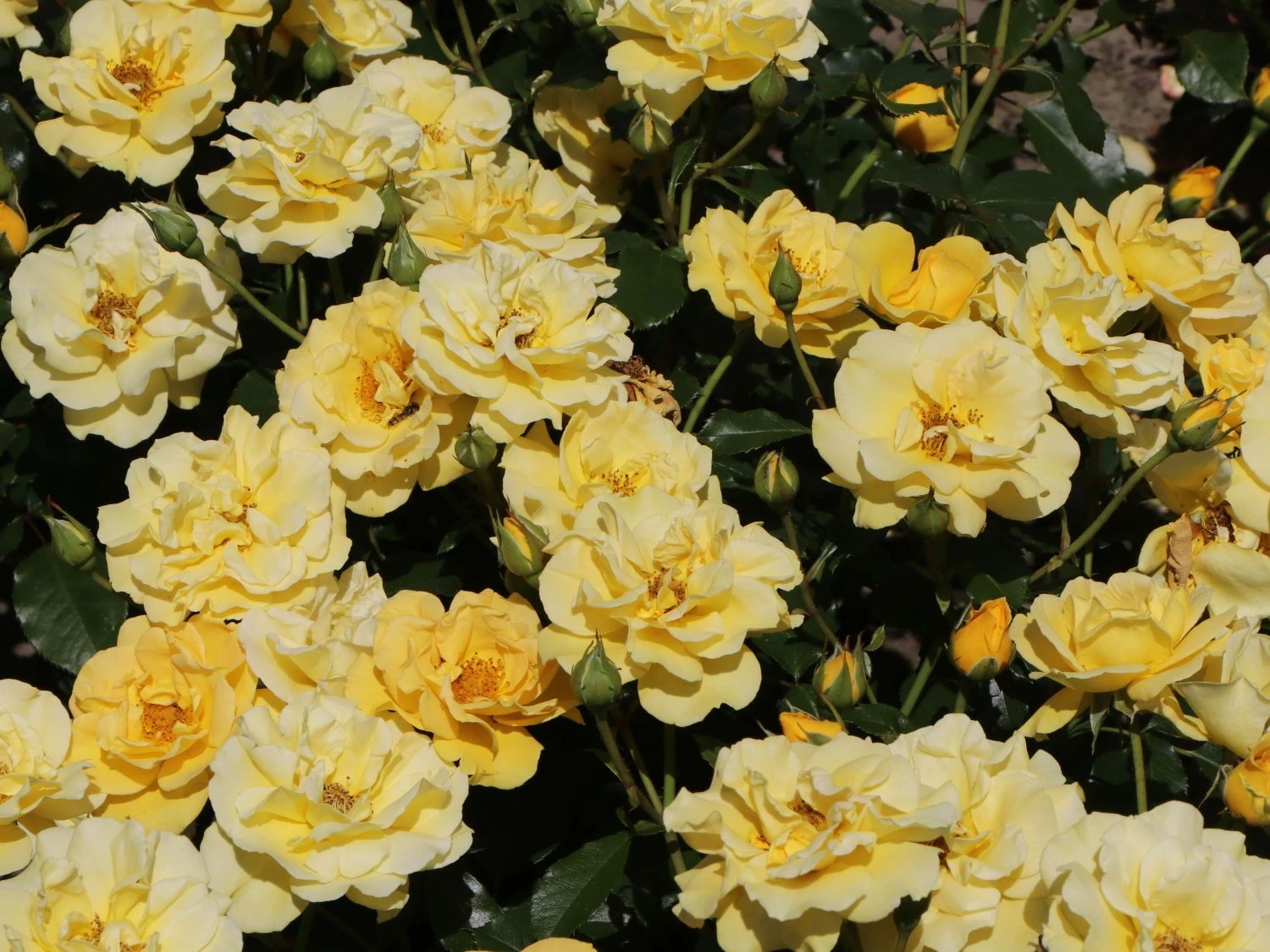 Beetrose 'Westart' ® 6 Beetrose 'Westart' ® – Bild 6