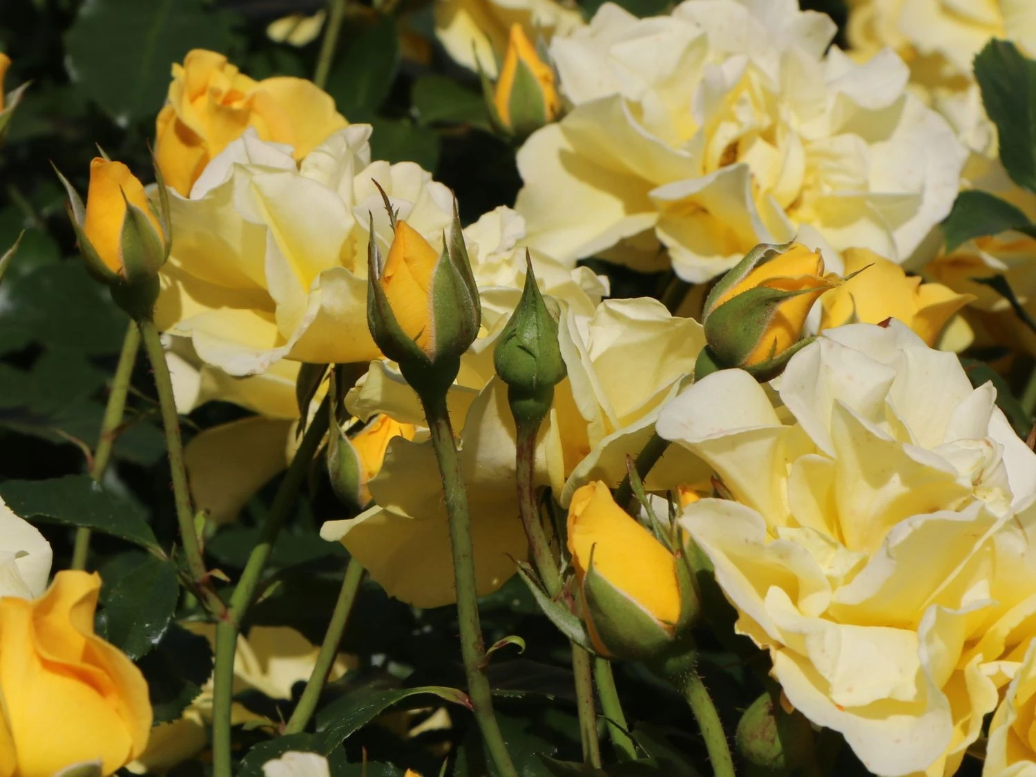 Beetrose 'Westart' ® 9 Beetrose 'Westart' ® – Bild 9