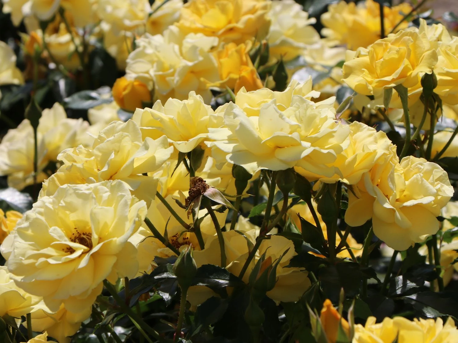 Beetrose 'Westart' ® 8 Beetrose 'Westart' ® – Bild 8