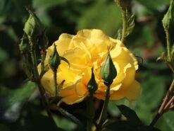 Beetrose 'Westart' ® 14 Beetrose 'Westart' ® -Edelrosen Geschaft beetrose westart adr rose m073334 w 6