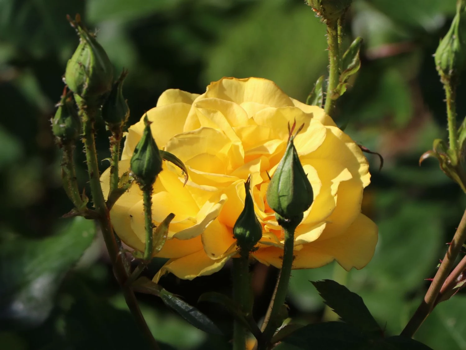 Beetrose 'Westart' ® 5 Beetrose 'Westart' ® – Bild 5