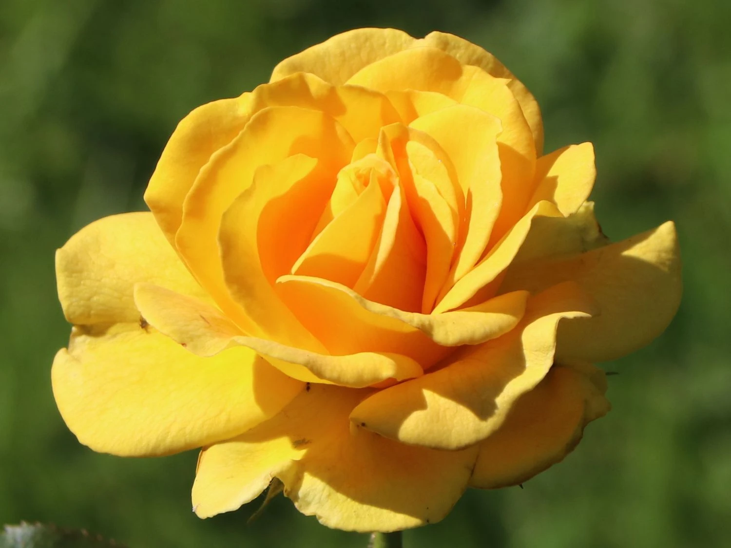 Beetrose 'Westart' ® 10 Beetrose 'Westart' ® – Bild 10