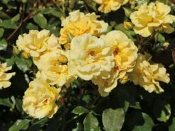 Beetrose 'Westart' ® 12 Beetrose 'Westart' ® -Edelrosen Geschaft beetrose westart adr rose m073334 w 8