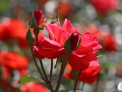 Beetrose 'Westpoint' ® -Edelrosen Geschaft beetrose westpoint m073337 w 1