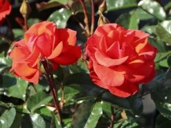 Beetrose 'Westpoint' ® -Edelrosen Geschaft beetrose westpoint m073337 w 10