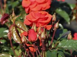 Beetrose 'Westpoint' ® -Edelrosen Geschaft beetrose westpoint m073337 w 4