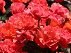 Beetrose 'Westpoint' ® -Edelrosen Geschaft beetrose westpoint m073337 w 5